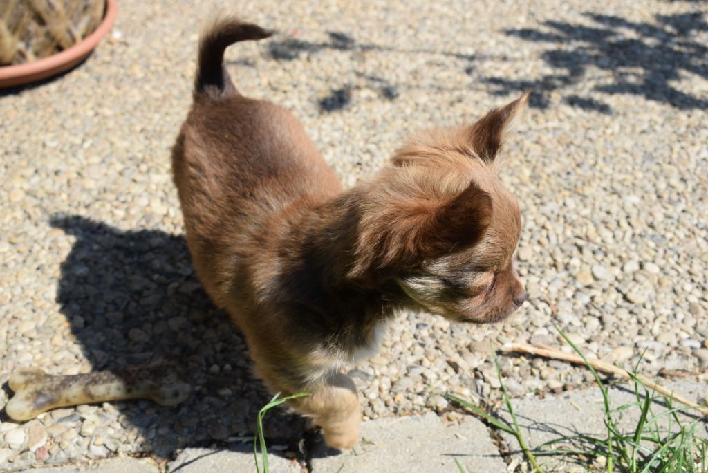 Chiot Chihuahua Petit Mâle Mâle Disponible En Auvergne