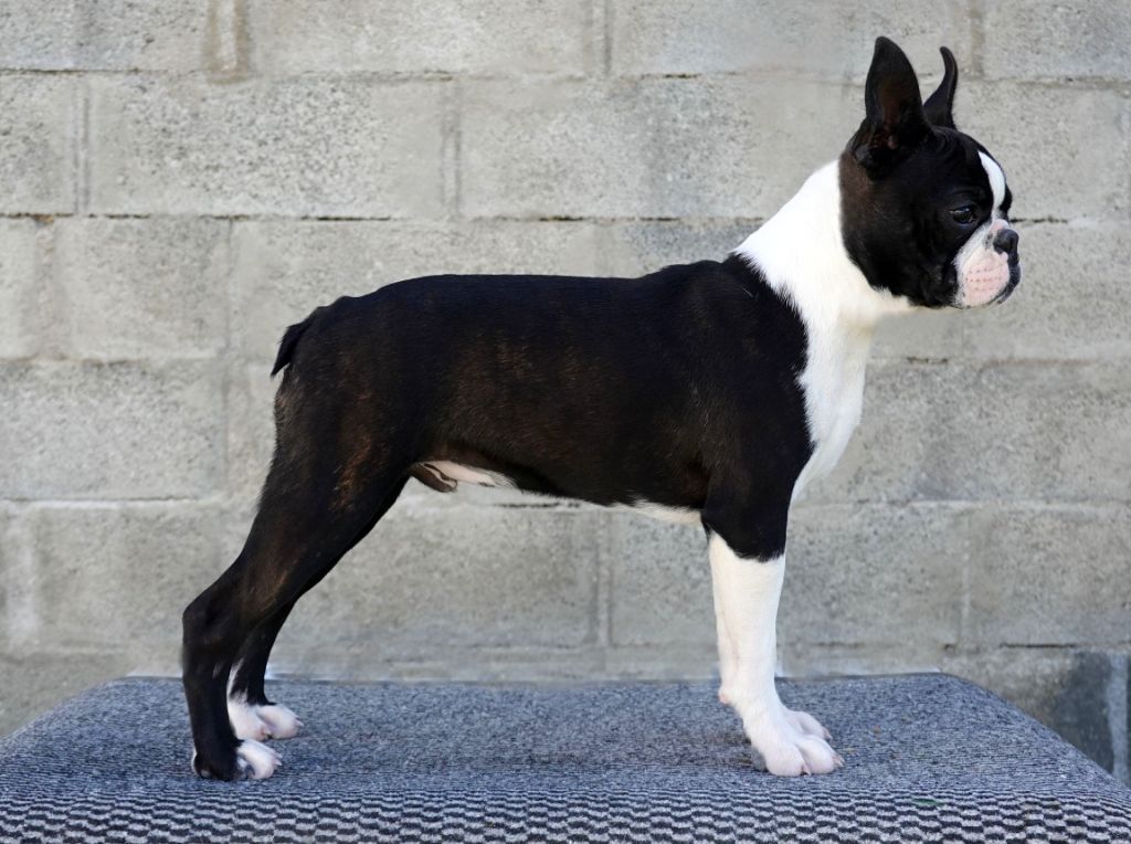 Chiot Boston Terrier, mâle disponible en Auvergne-Rhone-Alpes, 38 