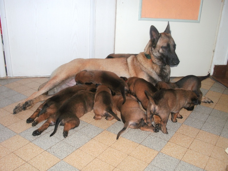 Photo Elevage Des Guerriers De Maligne En Bretagne Eleveur De Chiens Malinois Berger Belge En Bretagne