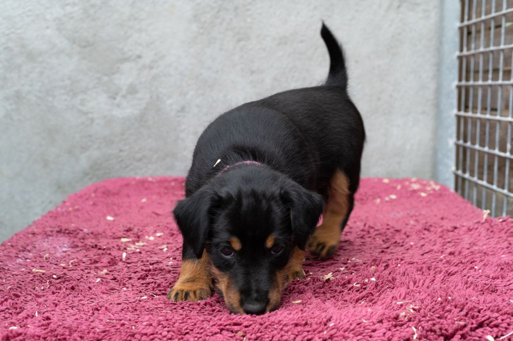 Chiot Terrier de chasse allemand, RUBY, femelle disponible en 