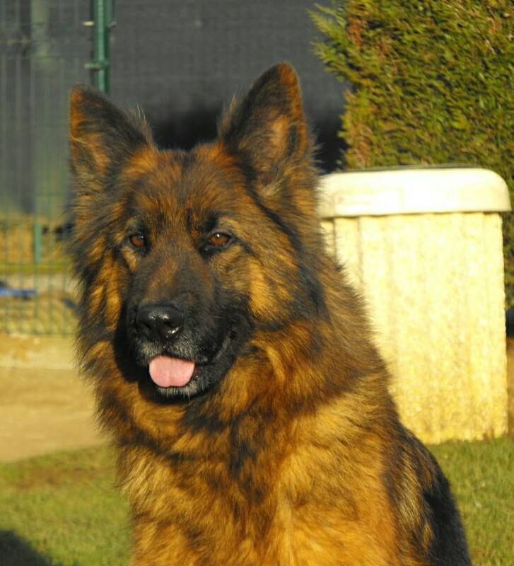 Accueil Elevage Du Mistral Normand Eleveur De Chiens