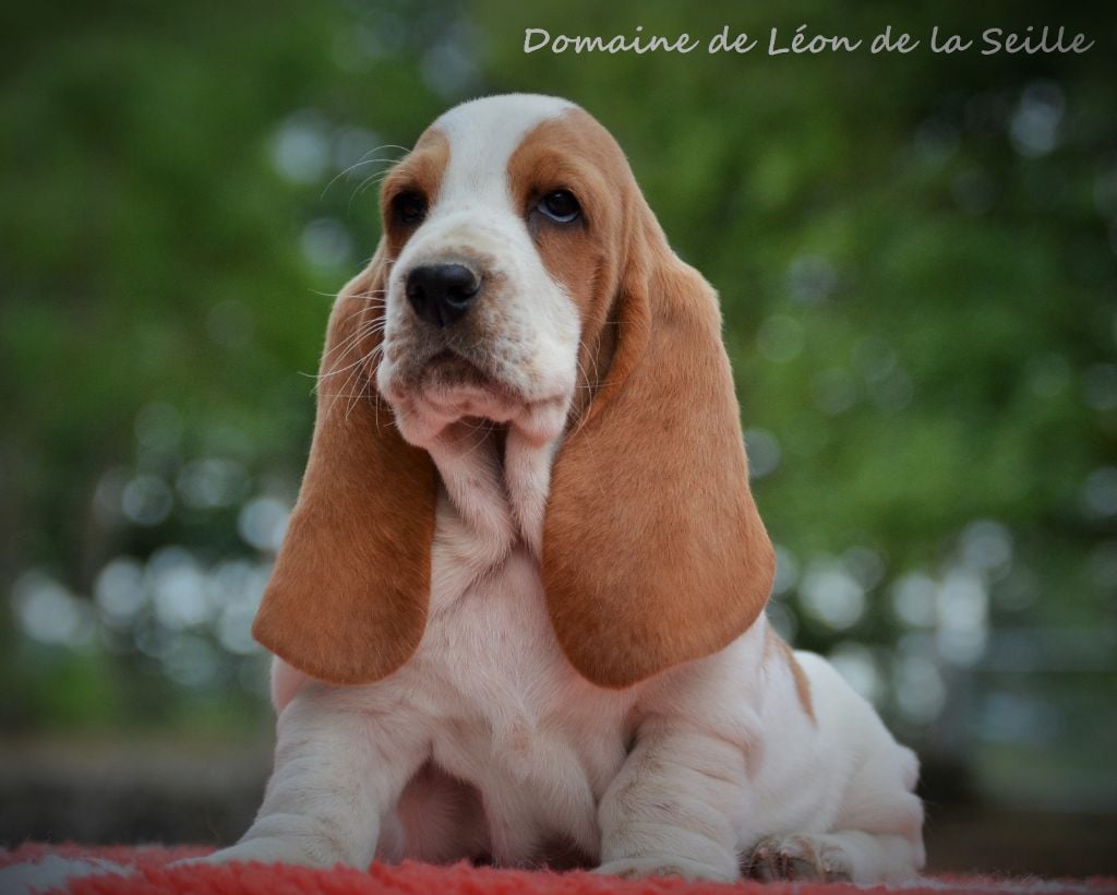 Paulette du Domaine De Léon De La Seille