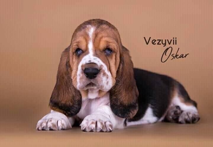 CH. vezuvii Oscar