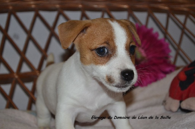 Chiot Eleveur De Chiens Jack Russell Terrier Basset Hound Bouvier Bernois Domaine De Leon De La Seille