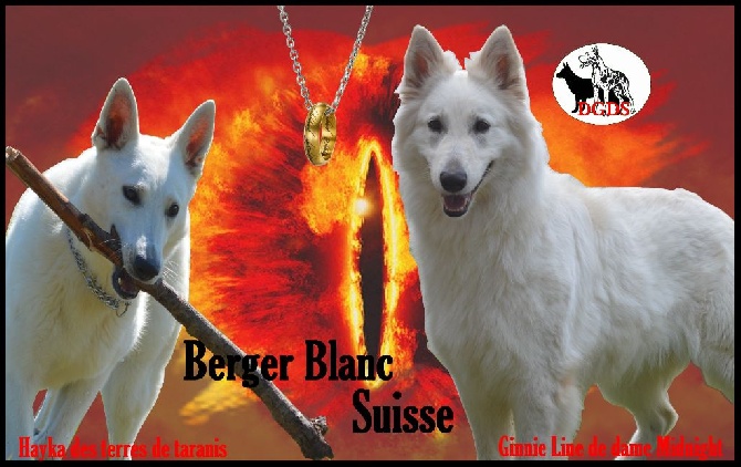 Accueil Elevage Des Gardiens De Sauron Eleveur De Chiens