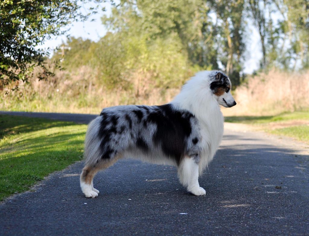 New legend of zorro du chemin de la belle etoile