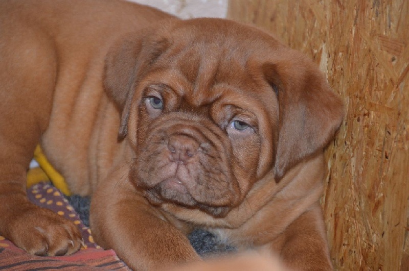 Chiot Dogue De Bordeaux Chiot Collier Gris Male Disponible En Provence Alpes Cote D Azur 06 Alpes Maritimes Toutes Les Portees Les Chiots De Race Les Eleveurs Et Chiens De Race Sont