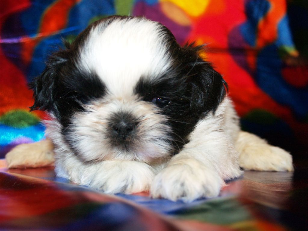 Chiot Elevage Made In eleveur de chiens Shih Tzu