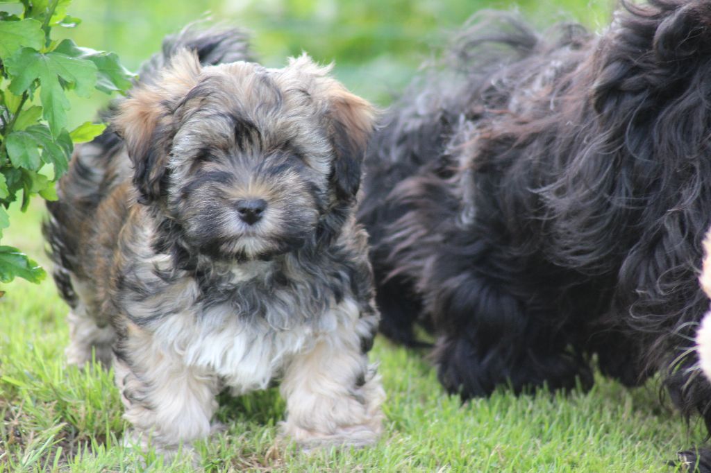 Chiot Bichon Havanais, mâle disponible en Bretagne, 35 ...