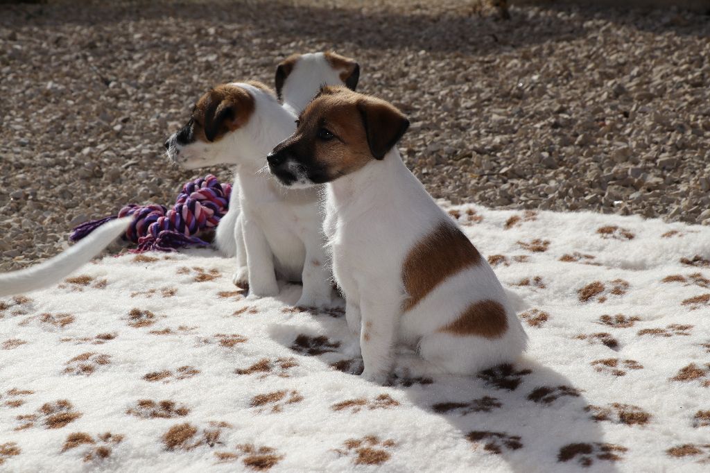 Chiot Fox Terrier Poil Lisse à Donner Chiot Fox Terrier Poil lisse, NICKIE, femelle disponible en Bourgogne