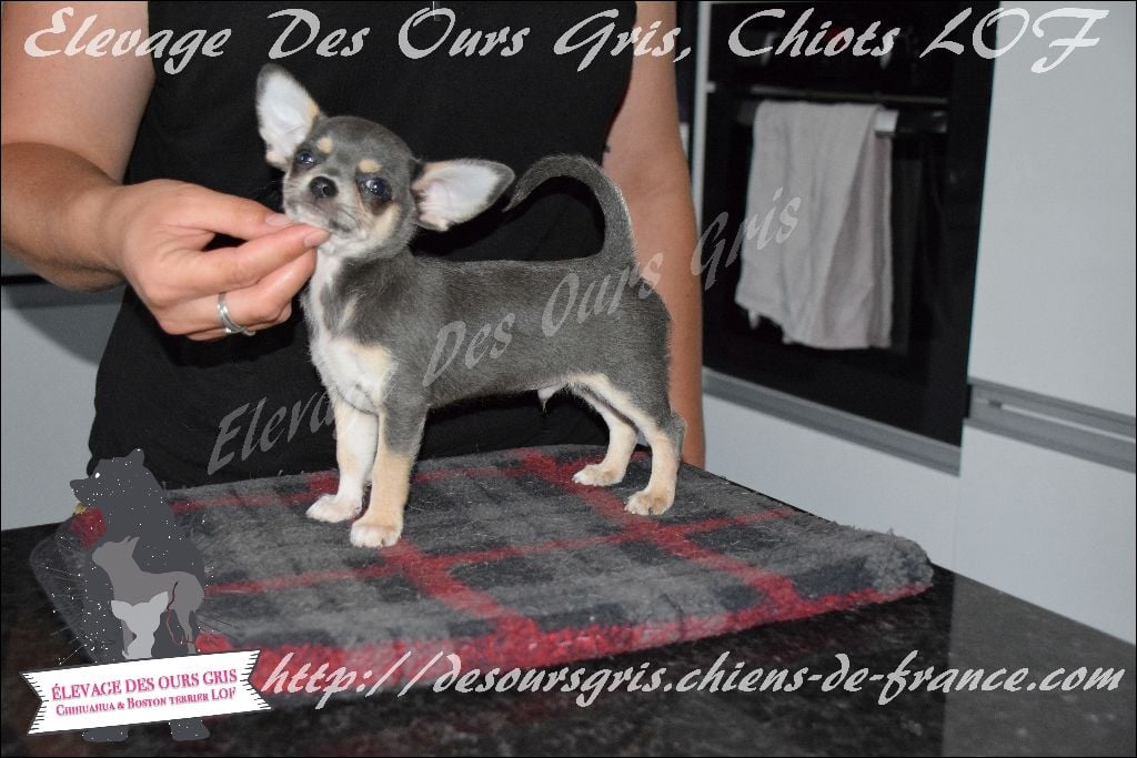 Chiot Elevage Des Ours Gris Eleveur De Chiens Chihuahua