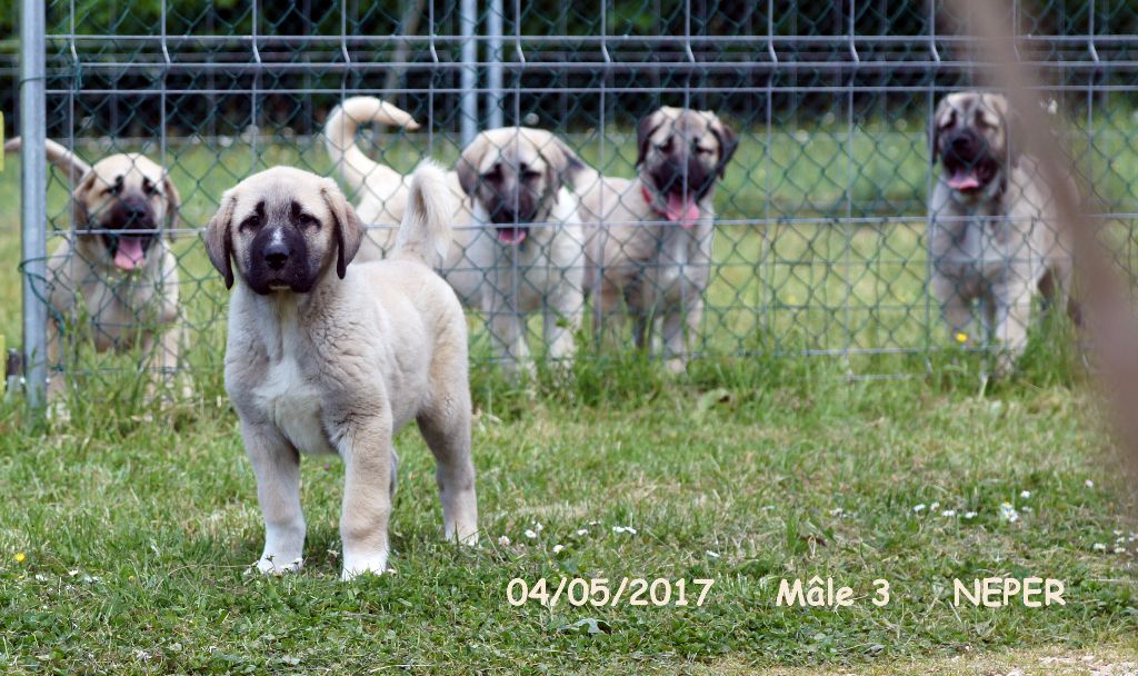 Chiot Berger Danatolie 3 Neper Mâle Disponible En