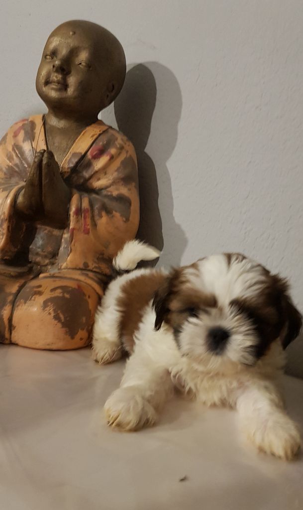 Chiot Shih Tzu Pins Java Mâle Disponible En Corse 2b Corse Haute