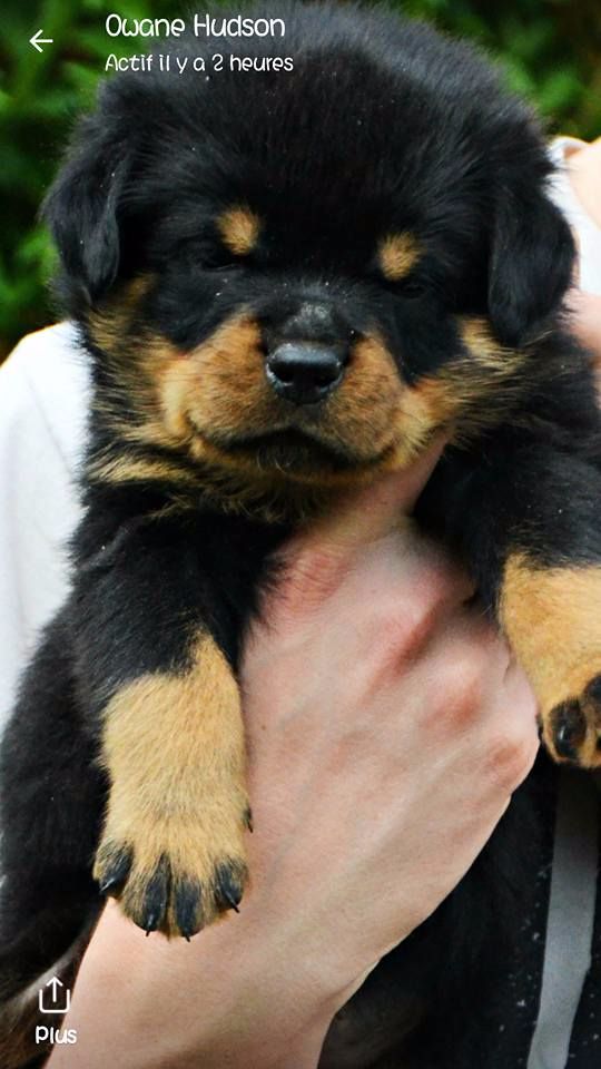 Chiot Rottweiler, Oslo , mâle disponible en Auvergne-Rhone-Alpes 