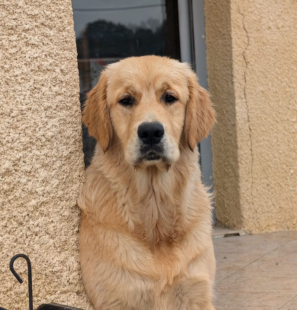 Véritable moka café Des Puppys Goldens Love