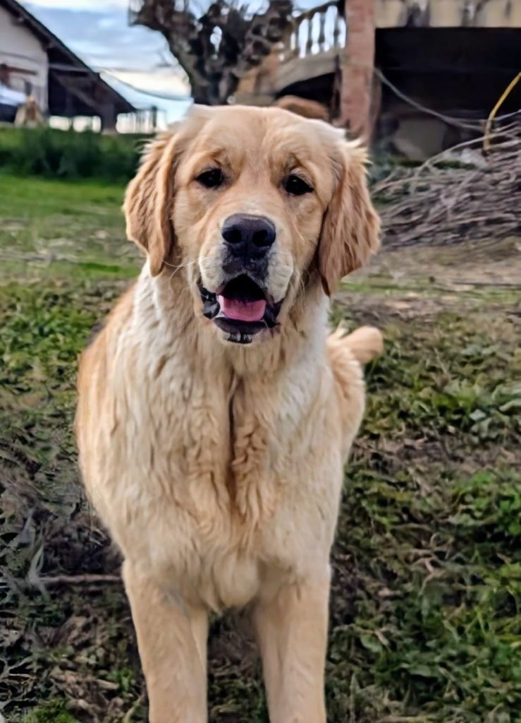 Véritable moka café Des Puppys Goldens Love