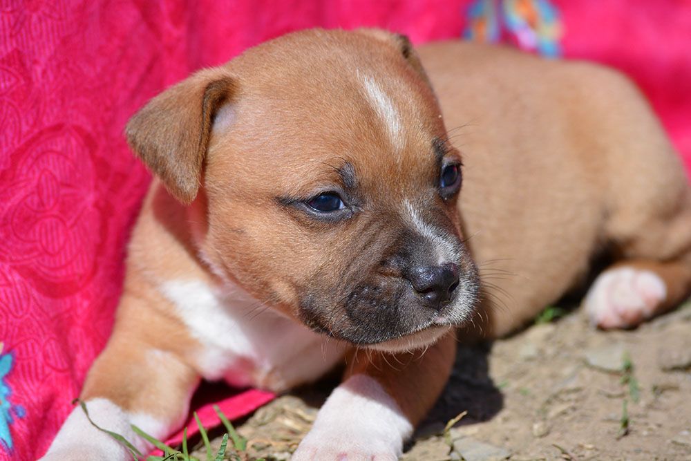 Chiot Staffordshire Bull Terrier, RIDER, mâle disponible