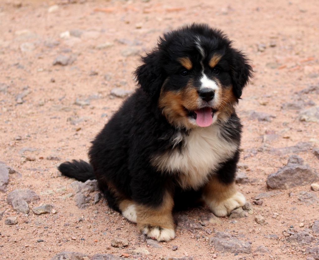 Chiot Elevage Du Clan Deole Bouvier Bernois