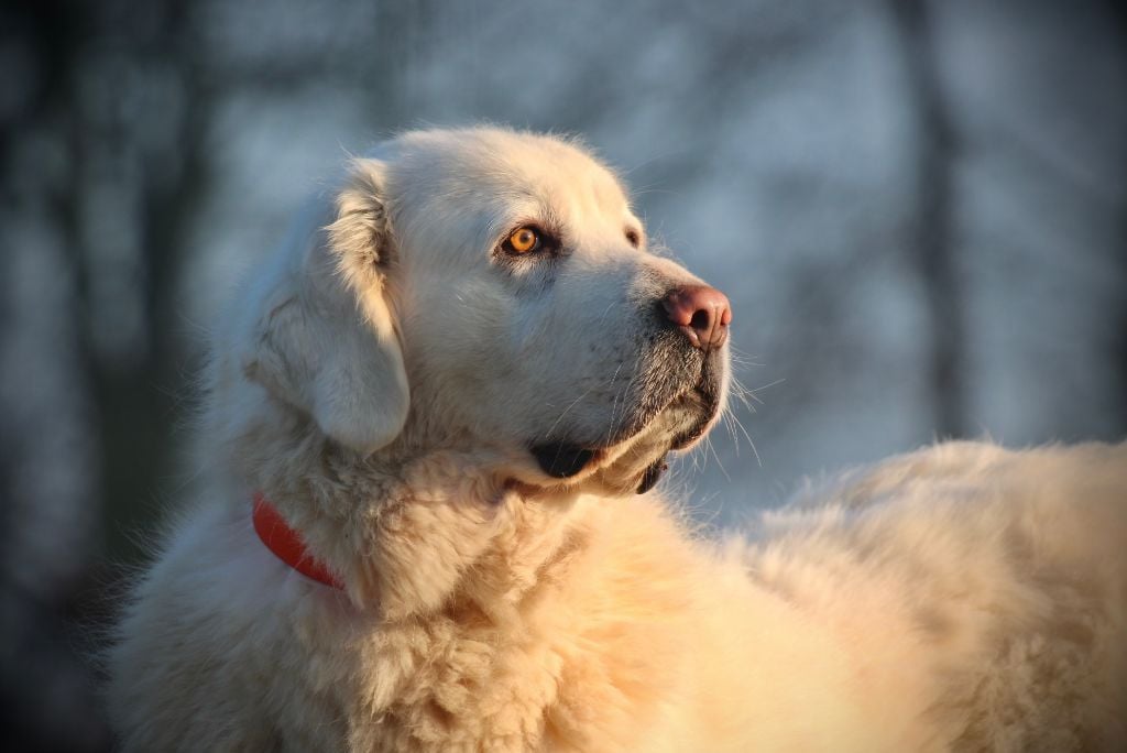 Peggy domaine des loups mer