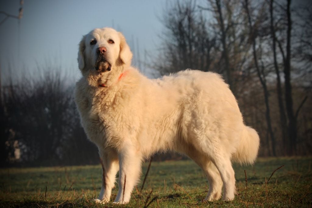 Peggy domaine des loups mer