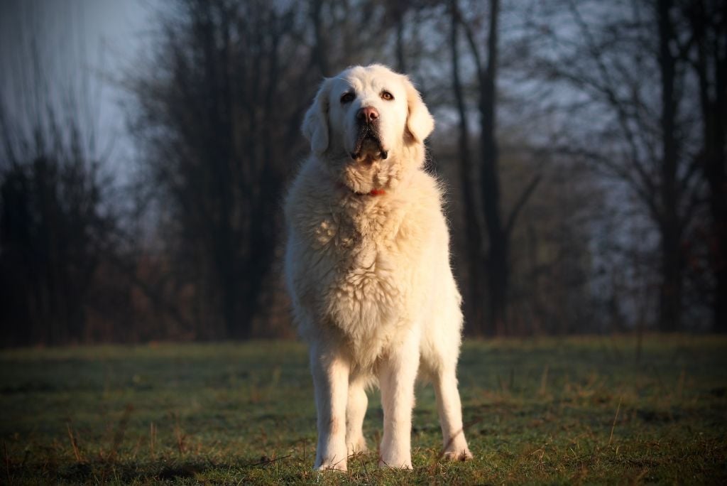 Peggy domaine des loups mer