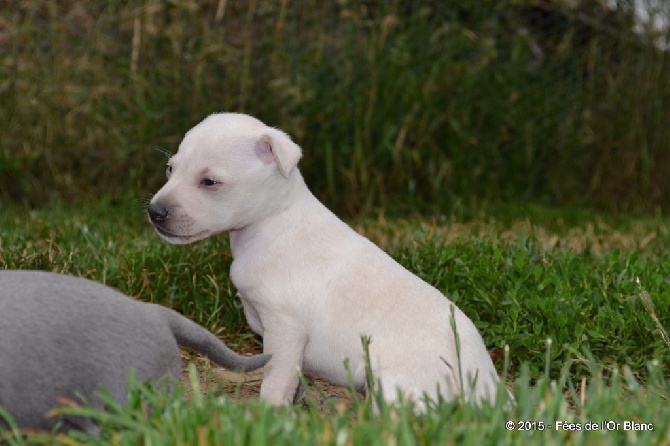 Accueil Elevage Des Fees De L Or Blanc Eleveur De Chiens Petit Levrier Italien