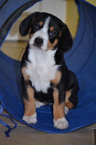 Accueil Elevage Des Elmiti Eleveur De Chiens Bouvier De L Entlebuch