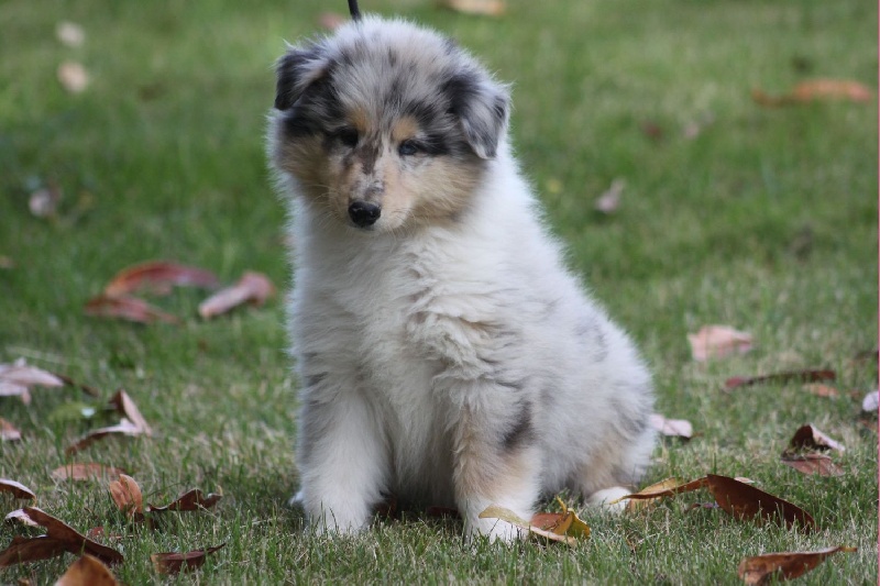 Chiot Elevage Du Chemin Des Randonnees Eleveur De Chiens Colley A Poil Long