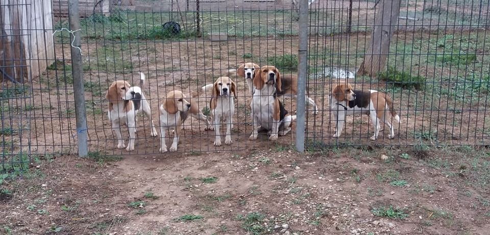 Accueil Elevage De Letang Du Catchou Eleveur De Chiens