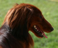 Barbe rousse Du chene daniele