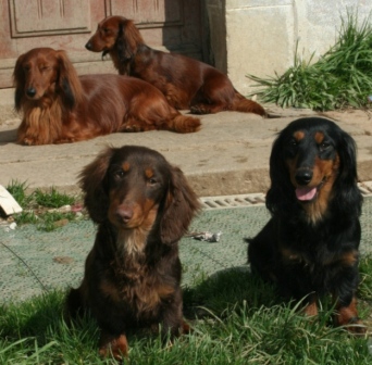 Caramel, bonbon et chocolat Du chene daniele