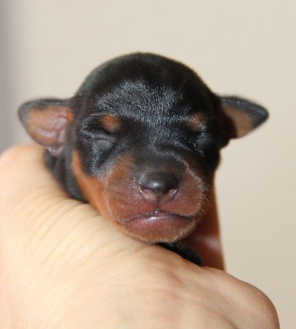 chiot pinscher nain femelle elevage ne