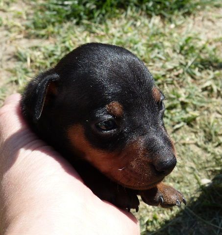 pinscher nain chiot