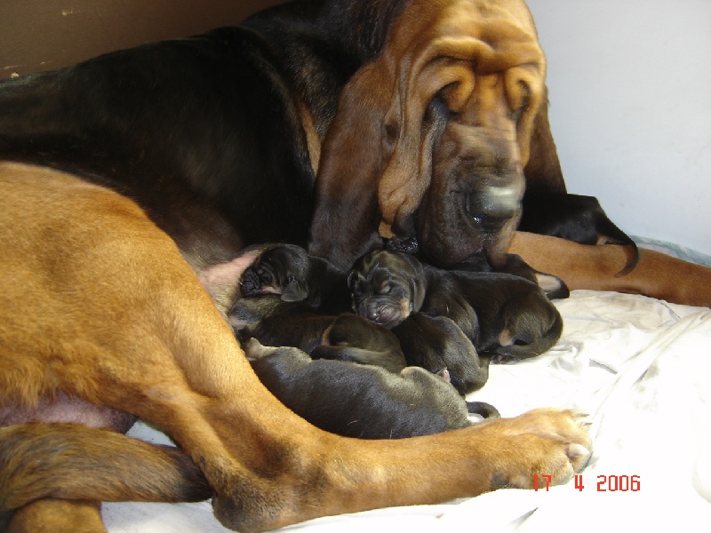 Chiot - Elevage Passion Chiens de St-Hubert DE LA COLLINE DU BOSC 