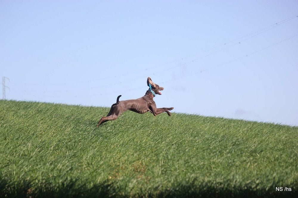 Pose du domaine du framire