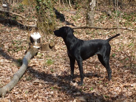 Orphee des compagnons d'Armor