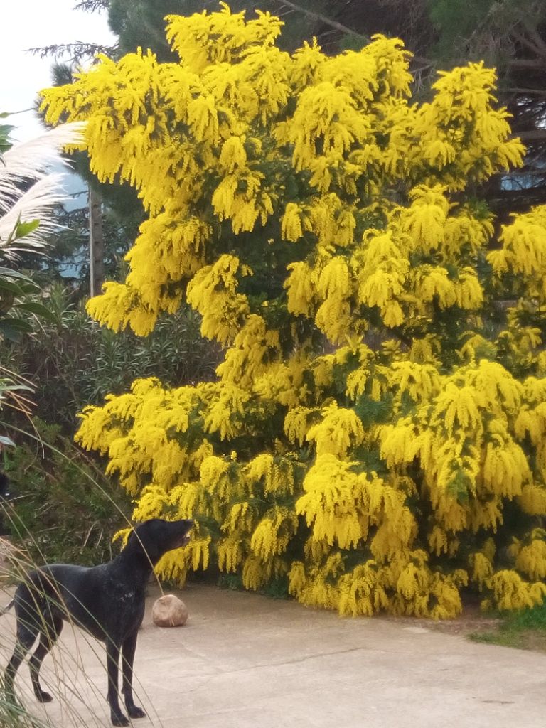 Eden du mas de l'arbre