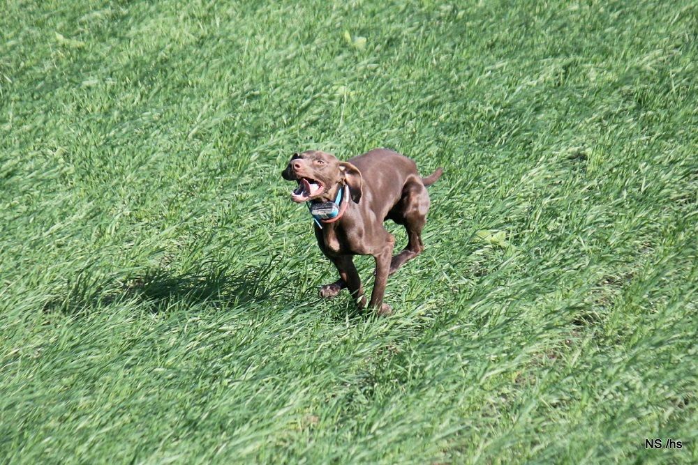 Pose du domaine du framire