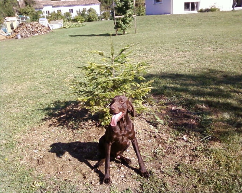 Vipère du mas de l'arbre