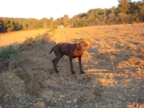 TR. Tess du domaine du framire