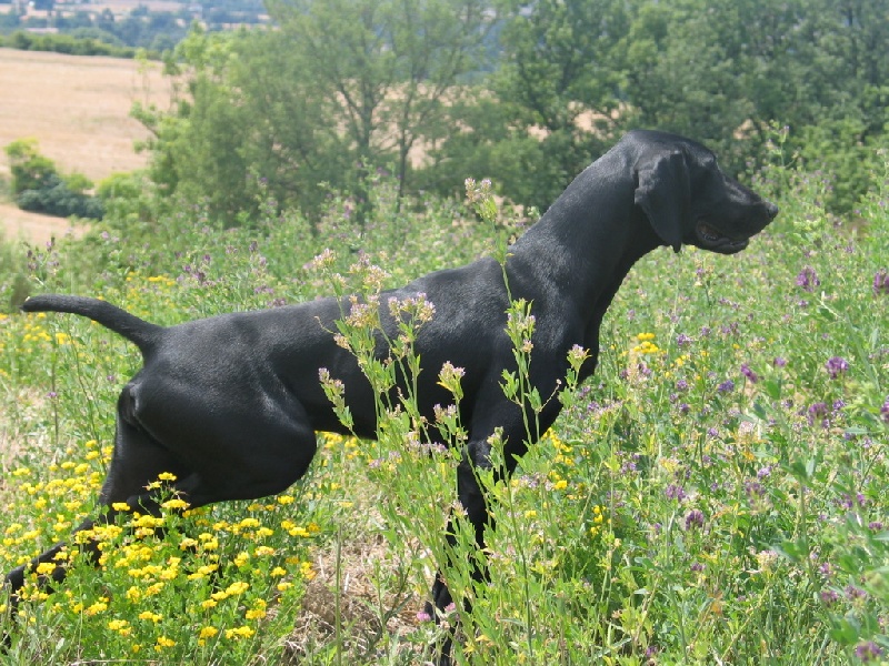 Orphee des compagnons d'Armor