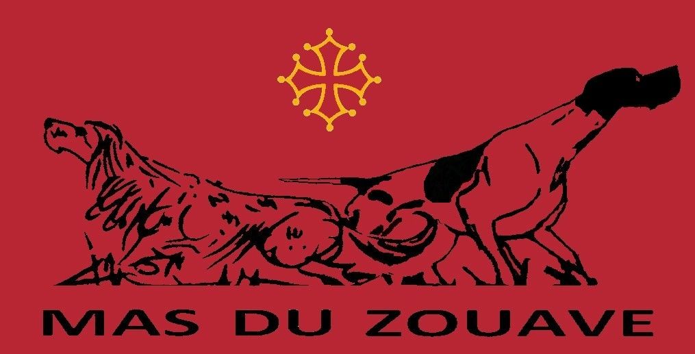 Accueil - Elevage du mas du zouave - eleveur de chiens Pointer