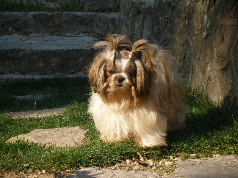 Top model de la croisette De l'encre de chine