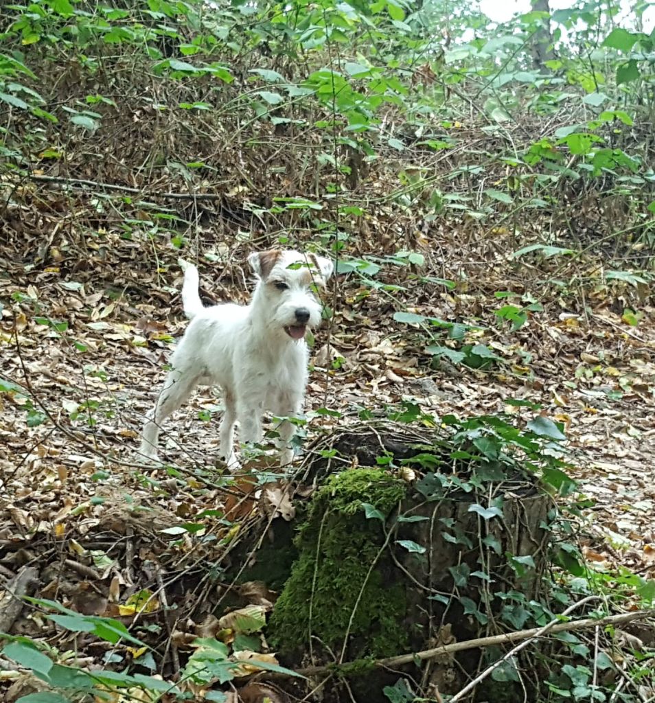 Pat' De La Grange Du Moulin