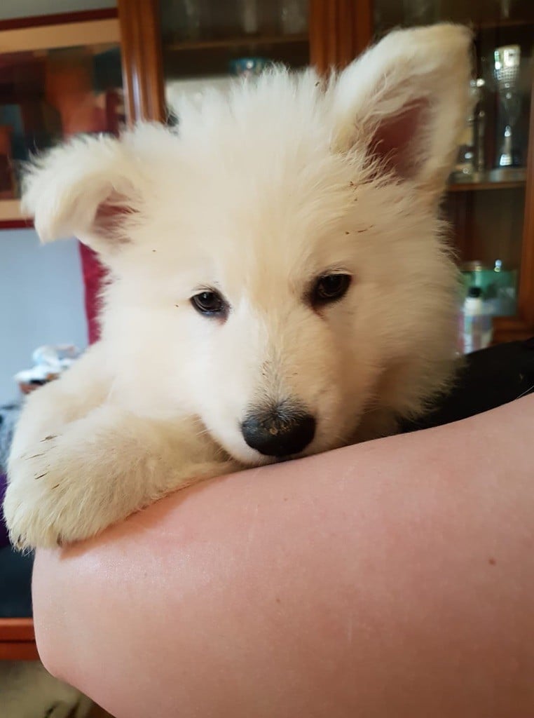 Chiot Elevage De La Vallée Du Rêve Blanc Eleveur De