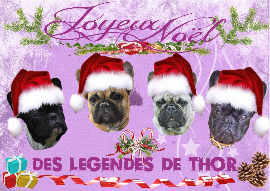 Accueil Elevage Des Legendes De Thor Eleveur De Chiens Bouledogue Francais