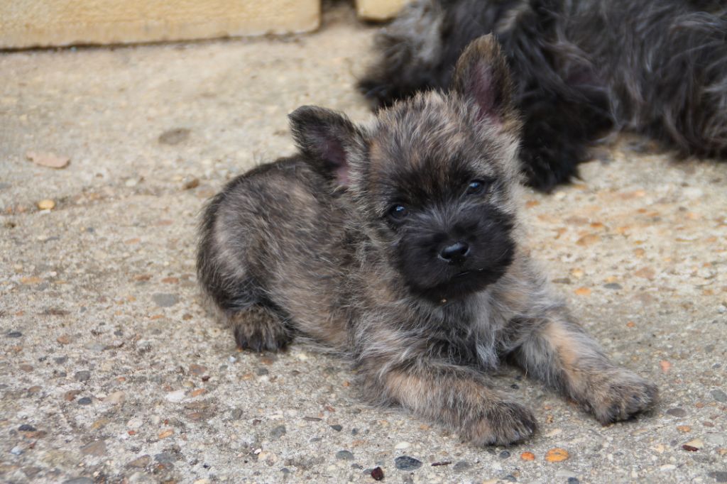 Chiot Cairn Terrier Pocket Mâle Disponible En Nouvelle