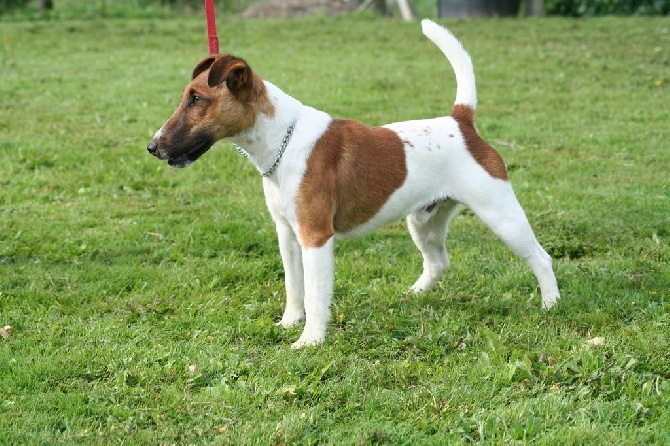 Accueil Elevage Des Crocs Dor De Pré Eleveur De Chiens