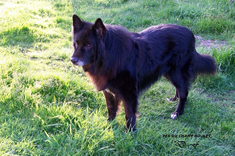 Tex ** Du champ boulet (ancien)