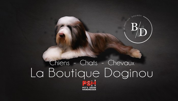 Lien Elevage Original Serie Eleveur De Chiens Bichon Maltais